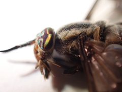 Chrysops aestuans
