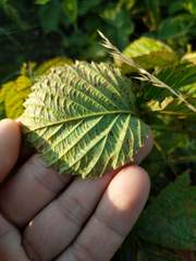 Rubus setosus