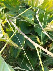 Rubus setosus