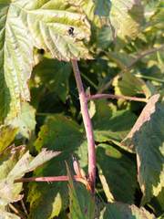 Rubus setosus