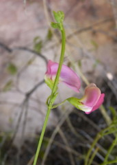 Tephrosia capensis capensis