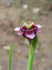 Tigridia multiflora