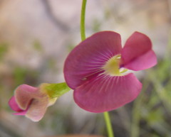 Tephrosia capensis capensis