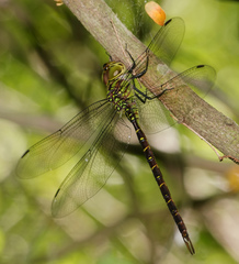 Triacanthagyna caribbea