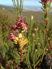 Penaea cneorum cneorum