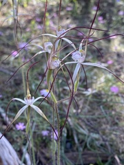 Caladenia varians