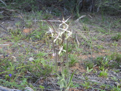 Caladenia varians