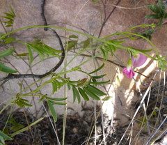 Tephrosia capensis capensis