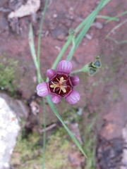 Tigridia multiflora