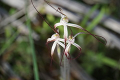 Caladenia varians