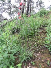 Penstemon miniatus