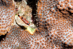 Apogon maculatus