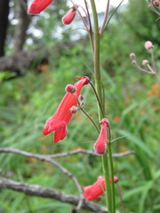 Penstemon miniatus