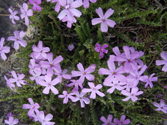 Jamesbrittenia calciphila