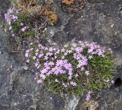 Jamesbrittenia calciphila