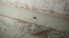 Euryopis funebris