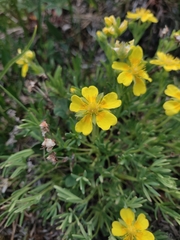 Potentilla biflora