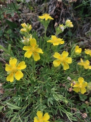 Potentilla biflora