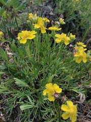 Potentilla biflora