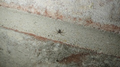 Euryopis funebris