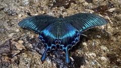 Papilio maackii