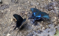 Papilio maackii