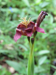 Tigridia multiflora
