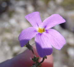 Jamesbrittenia calciphila