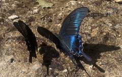 Papilio maackii
