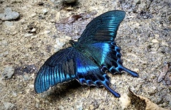 Papilio maackii