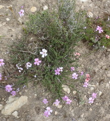 Jamesbrittenia calciphila