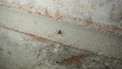 Euryopis funebris