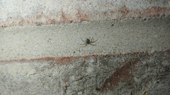 Euryopis funebris