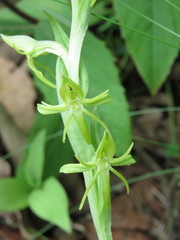 Habenaria ibarrae