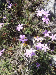 Jamesbrittenia calciphila