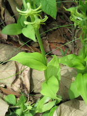 Habenaria ibarrae