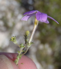 Jamesbrittenia calciphila