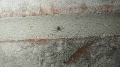 Euryopis funebris