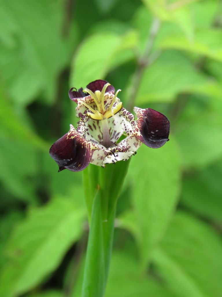 Tigridia pulchella