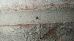 Euryopis funebris