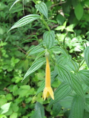 Lithospermum rzedowskii
