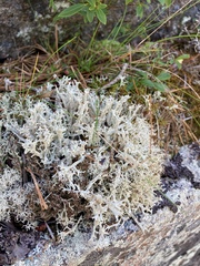Cladonia boryi