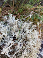 Cladonia boryi