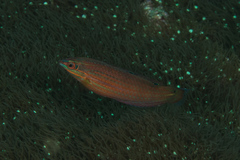 Halichoeres biocellatus