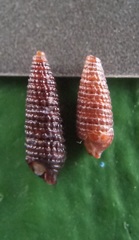Coriophora fusca image