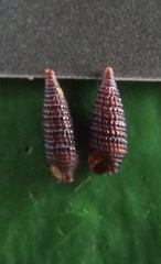 Coriophora fusca