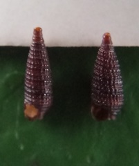 Coriophora fusca