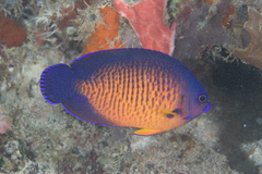 Centropyge bispinosa