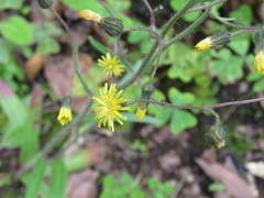 Hieracium abscissum