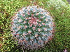 Mammillaria rhodantha fera-rubra